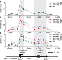 Figure 1: H3K27me3 ChIP experiments.