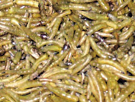 雌雄同体的生物 每只蜗牛都有"丘比特之箭"