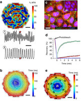 Figure 3: Stable overexpression of Cx43 in Kir2.