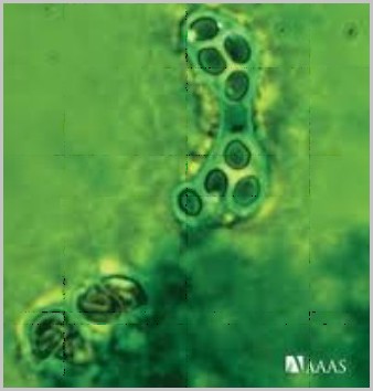 发现这一分子关联的实验菌种——裂殖酵母