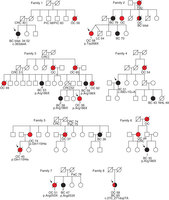 Figure 1: Abridged pedigrees of eight families with RAD51D mutations.