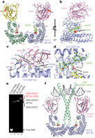 Figure 2: Structure of the florigen activation complex.