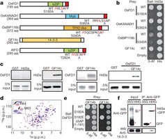 Figure 1: Interactions among Hd3a, GF14 and OsFD1.