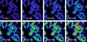  Science：活细胞代谢成像新方法