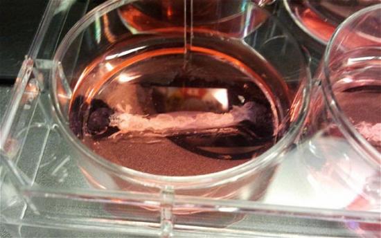 荷兰研究者称今秋制成“试管肉”