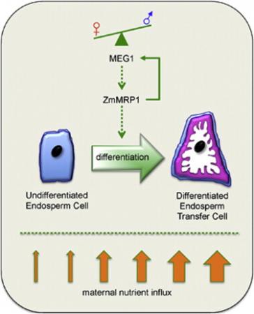 Curr Biol:研究首次发现植物生长基因Meg1