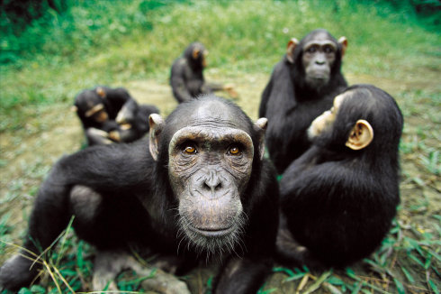 PLoS One：研究发现黑猩猩中有