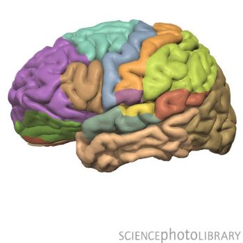 Nat.Neurosci.：蒲慕明院士记忆时序性研究获新进展