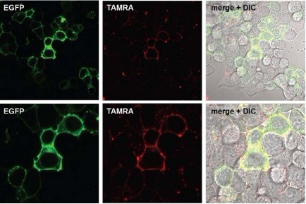 Nat. Chem.：开发出一种更快速和更高效的蛋白标记技术