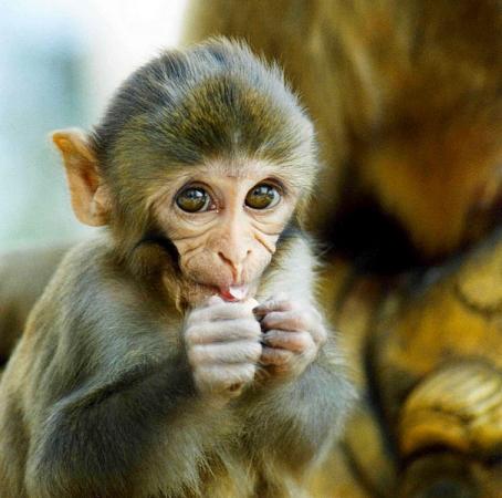 Nature:美开发出实验性恒河猴艾滋病病毒疫苗