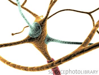 Science：首部高分辨率大脑影像捕获小鼠思维