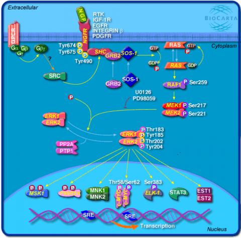 middle_biodiscover_29407610.gif