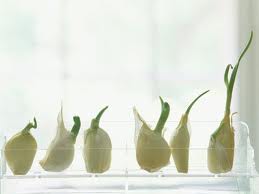 饮食贴士:发芽大蒜能吃吗?