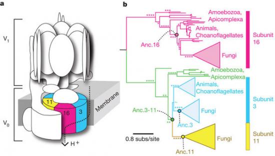 科学家以“分子机器”再现古老进化过程