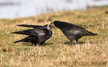 Proc. R. Soc. B：乌鸦可综合分析声音和姿态识别伙伴