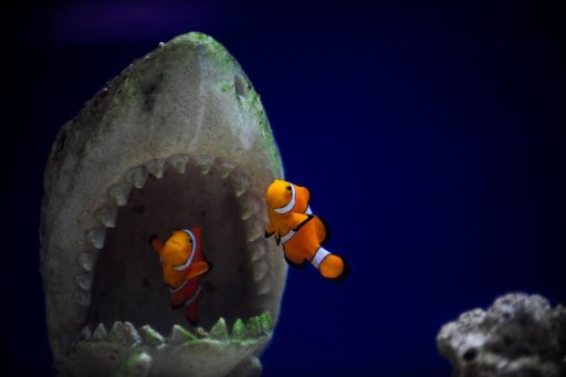 Nature Climate Change:海水酸化或伤鱼的大脑和中枢神经