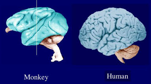 Nat methods：同功能的大脑区域在人和猴子大脑中位置不同
