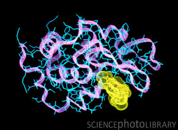 Science:研究发现眼泪中溶菌酶消灭致命细菌的机制