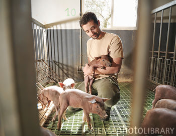 隔离室中成长的小猪