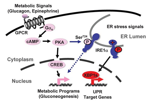 内质网应激IRE1通路参与肝脏血糖调节的信号机制