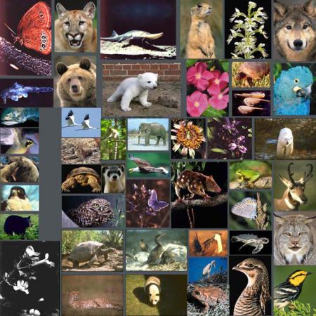 最新估计物种数量880万 人类只发现190多万