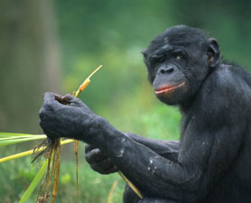 最新研究显示,黑猩猩像人类一样能够通过食物进行自我治疗