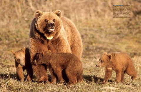 灰熊加速入侵北极熊栖息地