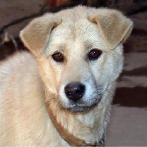 基因研究证实狗的祖先来自东亚南部