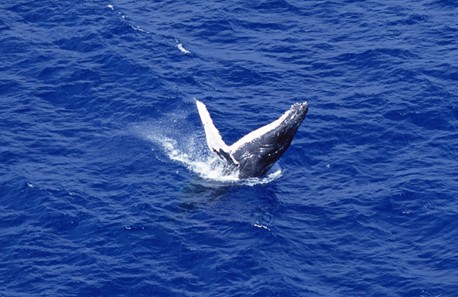 鲸鱼北冰洋发现新航道