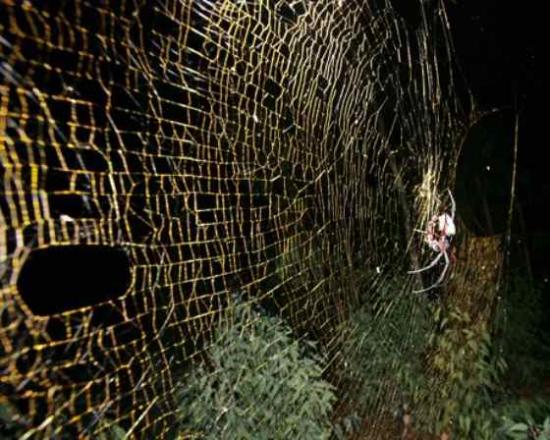 金源网蛛丝能驱蚁 有助人类开发天然驱蚁武器