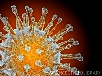 H5N1 禽流感病毒