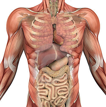 PLoS Biology：肠道内胚层与人类器官发育位置有关