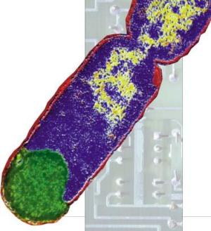 生物电路模型
