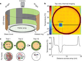 llustration of the arena. The floor is composed of 64 thermoelectric modules (a Peltier array)