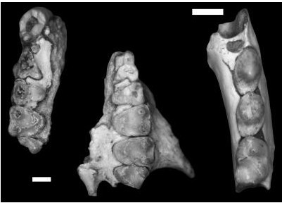 This is Mescalerolemur horneri's partial upper jaw (in two pieces, at left) and partial lower jaw (at right) (scales = 2 mm).