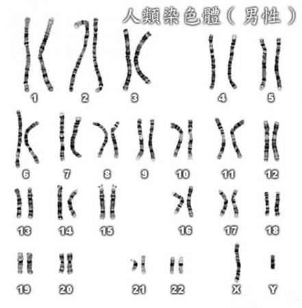 男性全部基因组