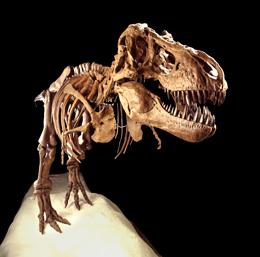 Researchers are divided on whether Tyrannosaurus rex proteins have survived to the present day.