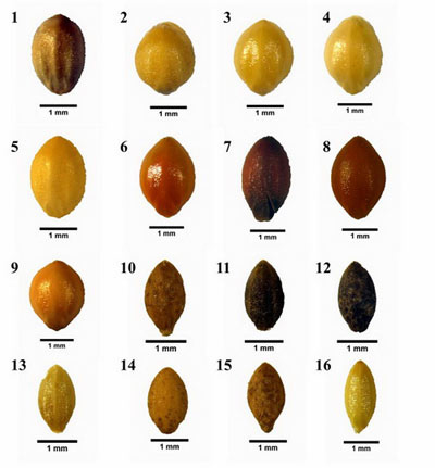 谷子与青狗尾草种子，1-9=谷子；10-16=青狗尾草