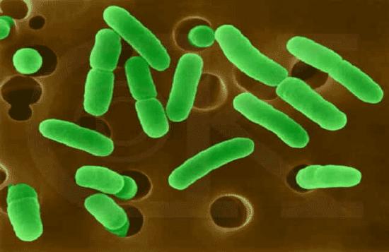 免疫系统怎么识别病原微生物是死是活？