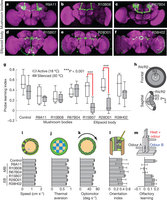 GAL4 driver lines targeting subsets of cells in the mushroom bodies