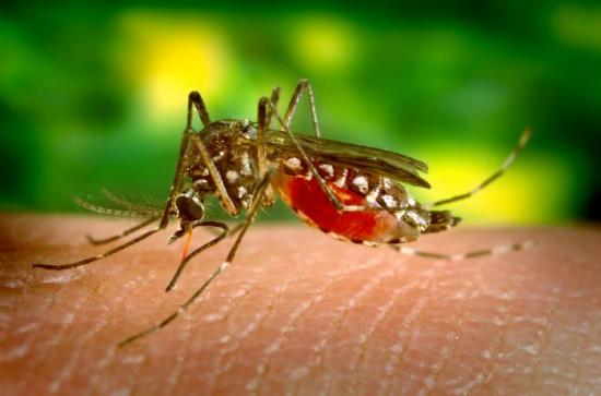 Anopheles mosquitoes
