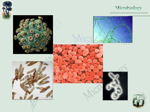 人体肚脐发现数百新微生物