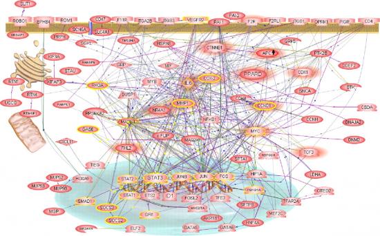 gene regulatory network