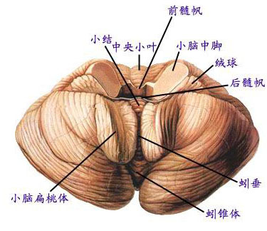 小脑立体图