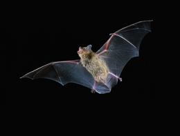 It takes more than echolocation to do aerobatics in the dark.