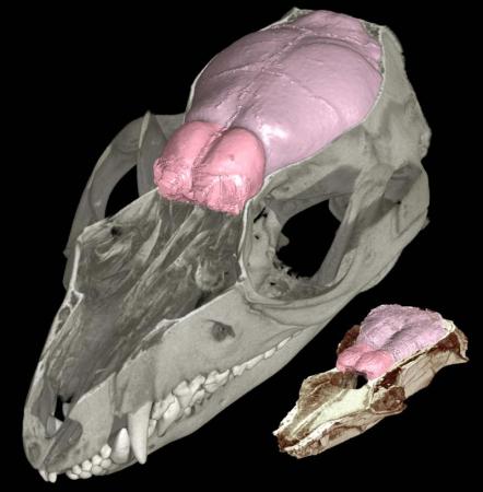 CT scans of modern short-tailed opossum (upper left) and Hadrocodium (bottom right) brains (pink) through cut-away skulls. Olfactory bulbs are at front of brain (reddish pink). 