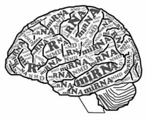 This is an illustration of mRNA.