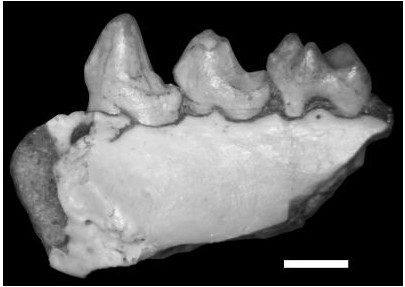 This is Mescalerolemur horneri's partial right lower jaw (scale = 2 mm).