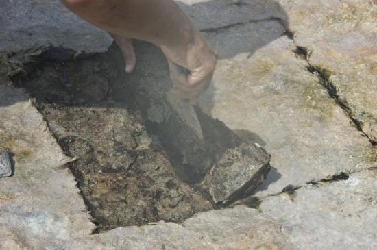 Microbial mat. 