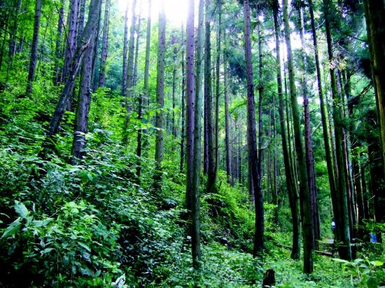 植树不能阻止全球变暖